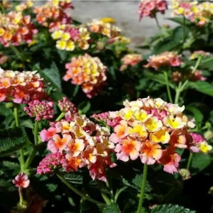 Lantana 'Peaches' Live Plant – 4.5 inch Pot – Vibrant Orange-Pink Flowers - Image 3