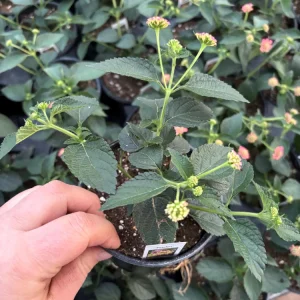 Lantana 'Peaches' Live Plant – 4.5 inch Pot – Vibrant Orange-Pink Flowers - Image 4