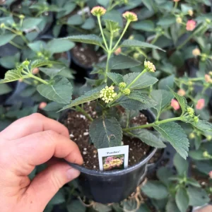 Lantana 'Peaches' Live Plant – 4.5 inch Pot – Vibrant Orange-Pink Flowers - Image 5