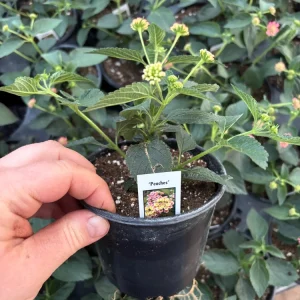 Lantana 'Peaches' Live Plant – 4.5 inch Pot – Vibrant Orange-Pink Flowers - Image 6