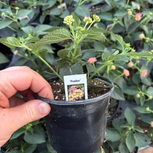 Lantana 'Peaches' Live Plant – 4.5 inch Pot – Vibrant Orange-Pink Flowers - Image 7
