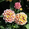 Lantana 'Peaches' Live Plant – 4.5 inch Pot – Vibrant Orange-Pink Flowers - Image 1