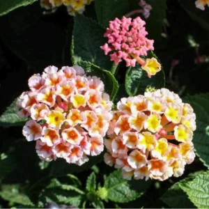 Lantana 'Peaches' Live Plant – 4.5 inch Pot – Vibrant Orange-Pink Flowers - Image 1