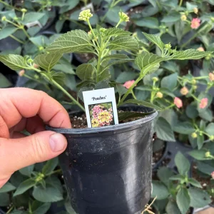 Lantana 'Peaches' Live Plant – 4.5 inch Pot – Vibrant Orange-Pink Flowers - Image 8