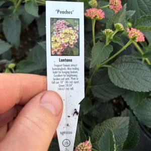 Lantana 'Peaches' Live Plant – 4.5 inch Pot – Vibrant Orange-Pink Flowers - Image 9