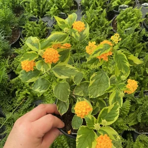 Lantana 'Samantha' Live Plant – Yellow Flowers – 4.5