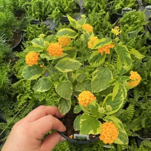 Lantana 'Samantha' Live Plant – Yellow Flowers – 4.5