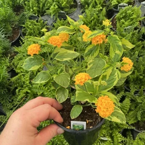 Lantana 'Samantha' Live Plant – Yellow Flowers – 4.5