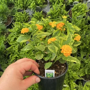 Lantana 'Samantha' Live Plant – Yellow Flowers – 4.5