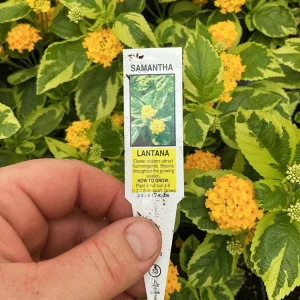 Lantana 'Samantha' Live Plant – Yellow Flowers – 4.5