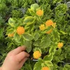 Lantana 'Samantha' Live Plant – Yellow Flowers – 4.5" Pot – Outdoor Shrub - Image 1