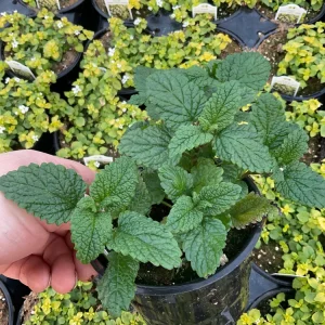 Lemon Balm Live Plant – 4.5 inch Pot – Aromatic Herb for Gardens & Containers - Image 2