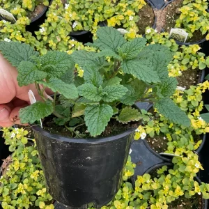 Lemon Balm Live Plant – 4.5 inch Pot – Aromatic Herb for Gardens & Containers - Image 4