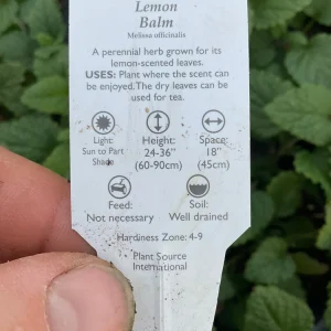 Lemon Balm Live Plant – 4.5 inch Pot – Aromatic Herb for Gardens & Containers - Image 6