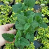 Lemon Balm Live Plant – 4.5 inch Potted Herb – Fragrant & Calming - Image 1