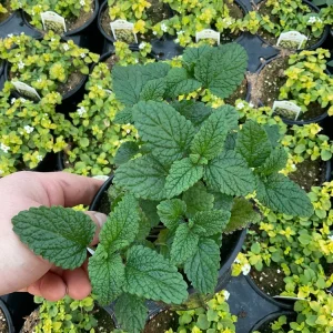 Lemon Balm Live Plant – 4.5 inch Potted Herb – Fragrant & Calming - Image 3