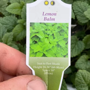 Lemon Balm Live Plant – 4.5 inch Potted Herb – Fragrant & Calming - Image 5