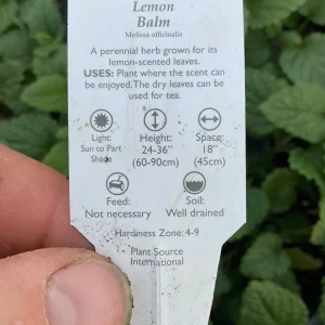 Lemon Balm Live Plant – 4.5 inch Potted Herb – Fragrant & Calming - Image 6
