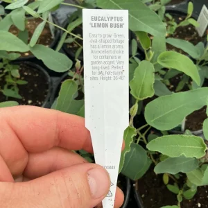 Lemon Bush Eucalyptus Live Plant – 4.5