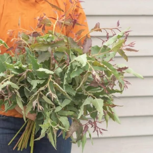 Lemon Bush Eucalyptus Live Plant – 4.5