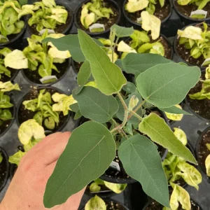 Lemon Bush Eucalyptus Live Plant – 4.5