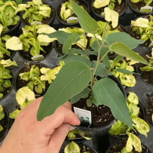 Lemon Bush Eucalyptus Live Plant – 4.5