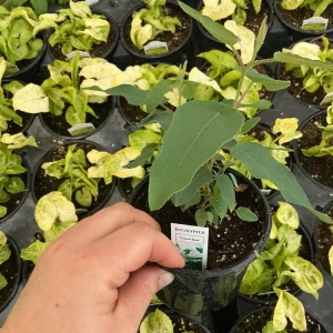 Lemon Bush Eucalyptus Live Plant – 4.5