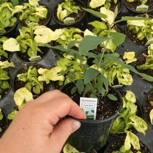 Lemon Bush Eucalyptus Live Plant – 4.5