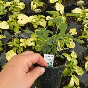 Lemon Bush Eucalyptus Live Plant – 4.5