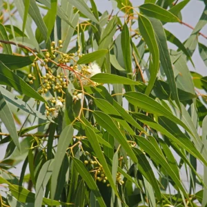 Lemon Bush Eucalyptus Live Plant – 4.5
