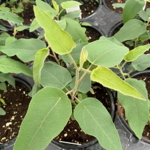 Lemon Bush Eucalyptus Live Plant – 4.5
