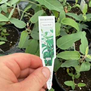 Lemon Bush Eucalyptus Live Plant – 4.5