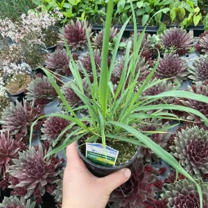 Lemon Grass Live Plant - Cymbopogon Citratus - 4.5 inch Nursery Pot - Image 2