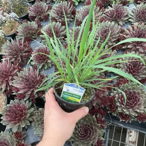 Lemon Grass Live Plant - Cymbopogon Citratus - 4.5 inch Nursery Pot - Image 4