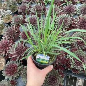Lemon Grass Live Plant - Cymbopogon Citratus - 4.5 inch Nursery Pot - Image 5