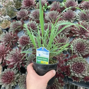 Lemon Grass Live Plant - Cymbopogon Citratus - 4.5 inch Nursery Pot - Image 6