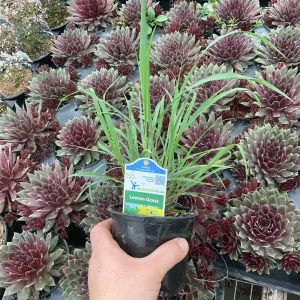 Lemon Grass Live Plant - Cymbopogon Citratus - 4.5 inch Nursery Pot - Image 7