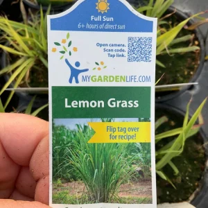 Lemon Grass Live Plant - Cymbopogon Citratus - 4.5 inch Nursery Pot - Image 8