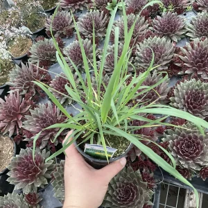 Lemon Grass Live Plant - Cymbopogon Citratus - 4.5 inch Nursery Pot - Image 1