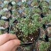 Lemon Thyme Live Plant – Culinary Herb – 4.5" Pot – Fragrant & Edible - Image 1
