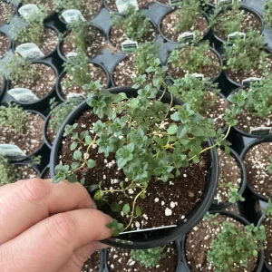 Lemon Thyme Live Plant – Culinary Herb – 4.5" Pot – Fragrant & Edible - Image 1