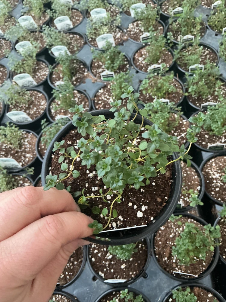 Lemon Thyme Live Plant – Culinary Herb – 4.5" Pot – Fragrant & Edible - Image 1