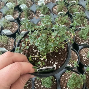 Lemon Thyme Live Plant – Culinary Herb – 4.5