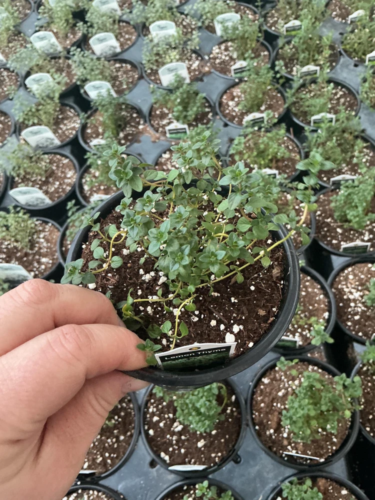 Lemon Thyme Live Plant – Culinary Herb – 4.5" Pot – Fragrant & Edible - Image 2