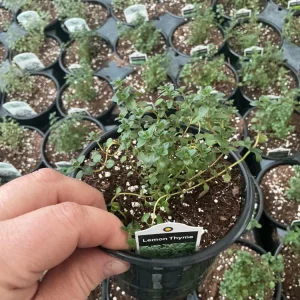 Lemon Thyme Live Plant – Culinary Herb – 4.5