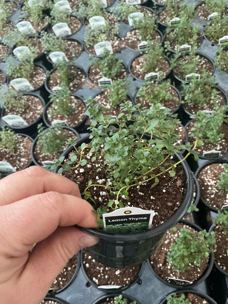Lemon Thyme Live Plant – Culinary Herb – 4.5" Pot – Fragrant & Edible - Image 3