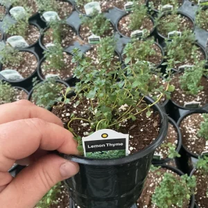 Lemon Thyme Live Plant – Culinary Herb – 4.5