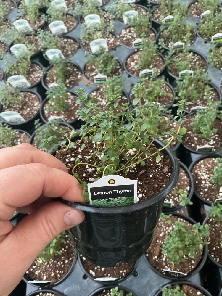 Lemon Thyme Live Plant – Culinary Herb – 4.5" Pot – Fragrant & Edible - Image 4