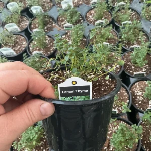 Lemon Thyme Live Plant – Culinary Herb – 4.5