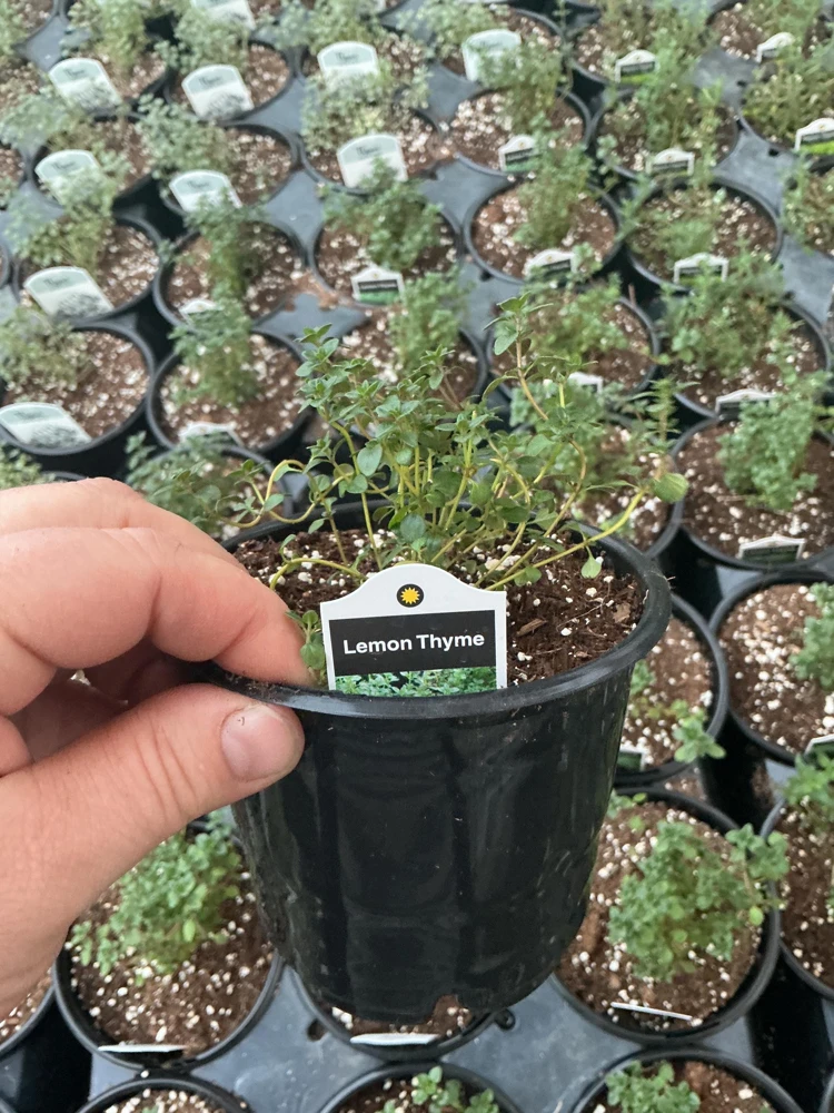 Lemon Thyme Live Plant – Culinary Herb – 4.5" Pot – Fragrant & Edible - Image 5